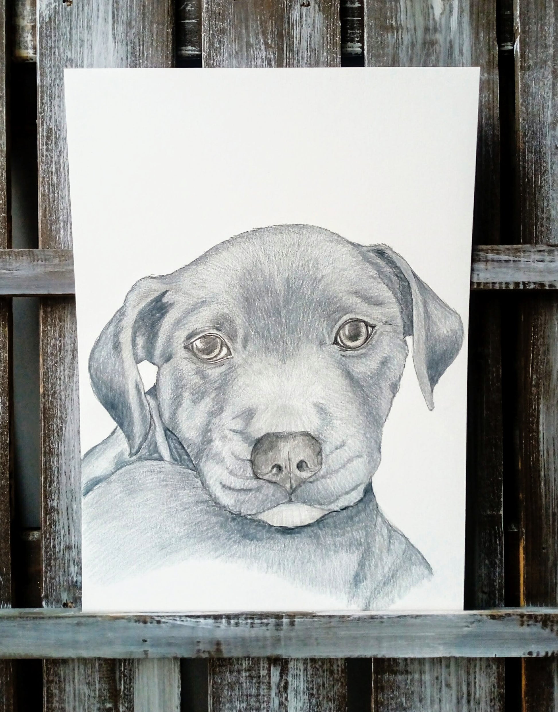 Pet Pencil Portraits image 7