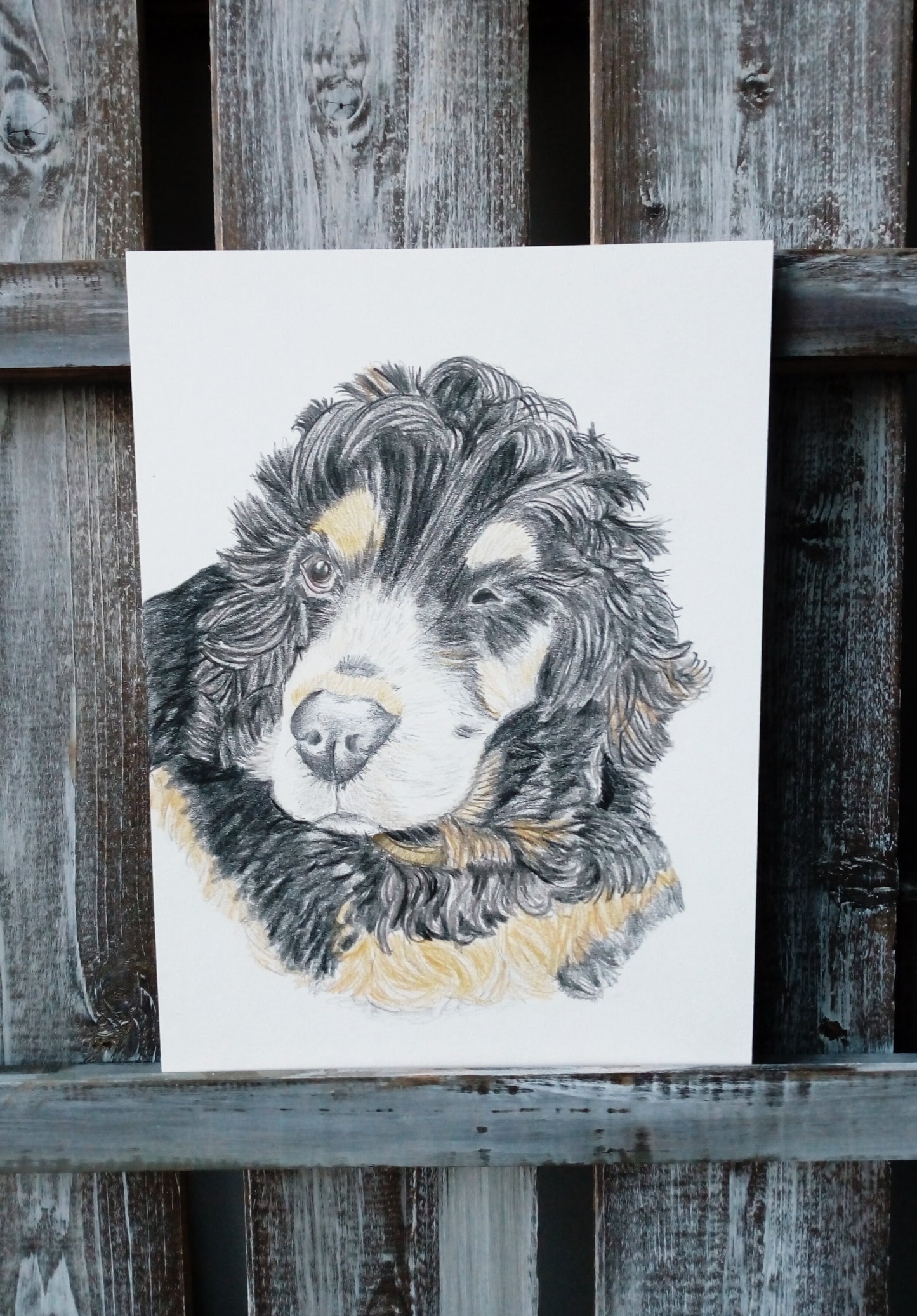 Pet Pencil Portraits image 10