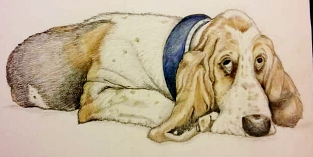 Pet Pencil Portraits image 13