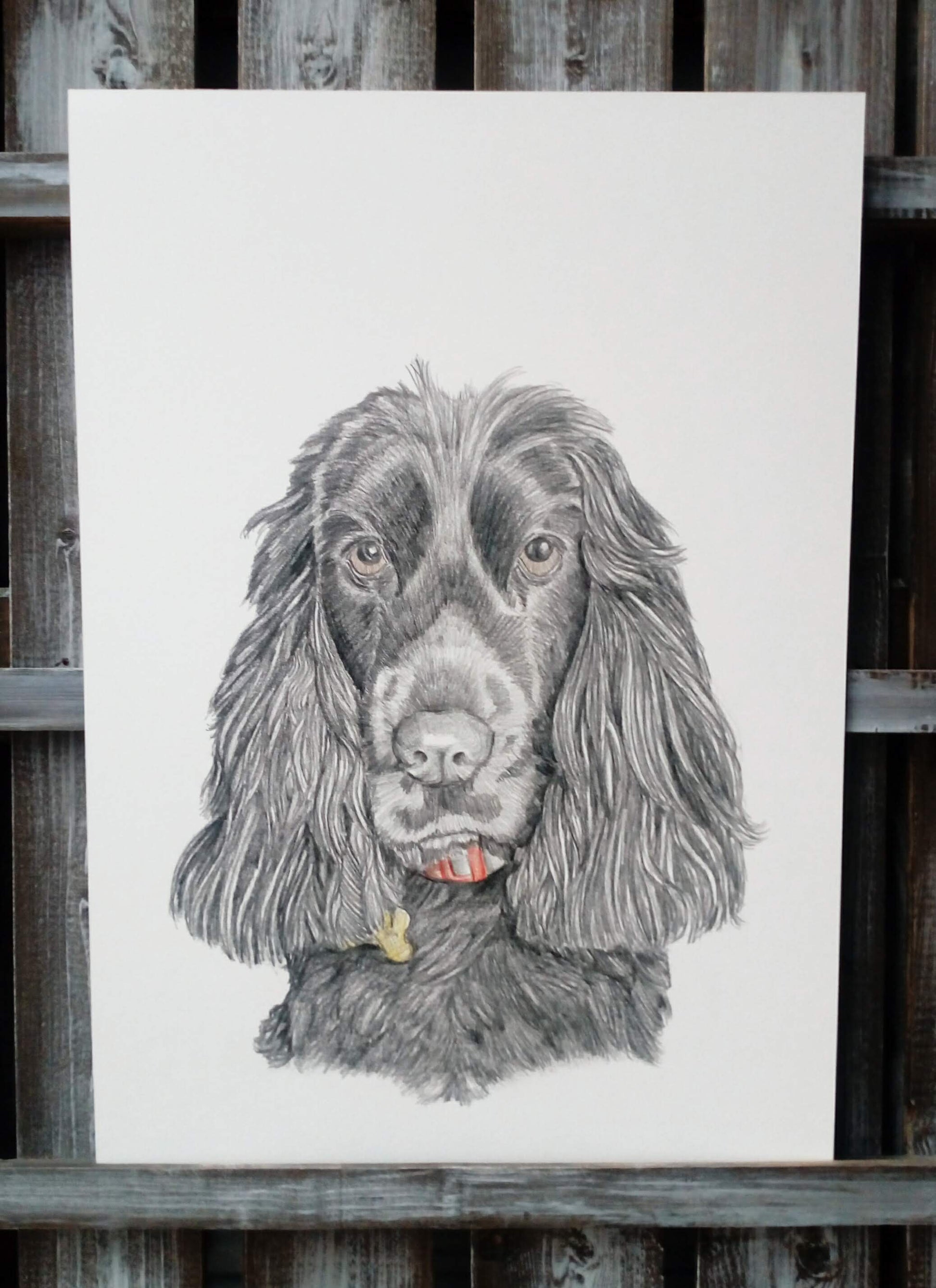 Pet Pencil Portraits image 1