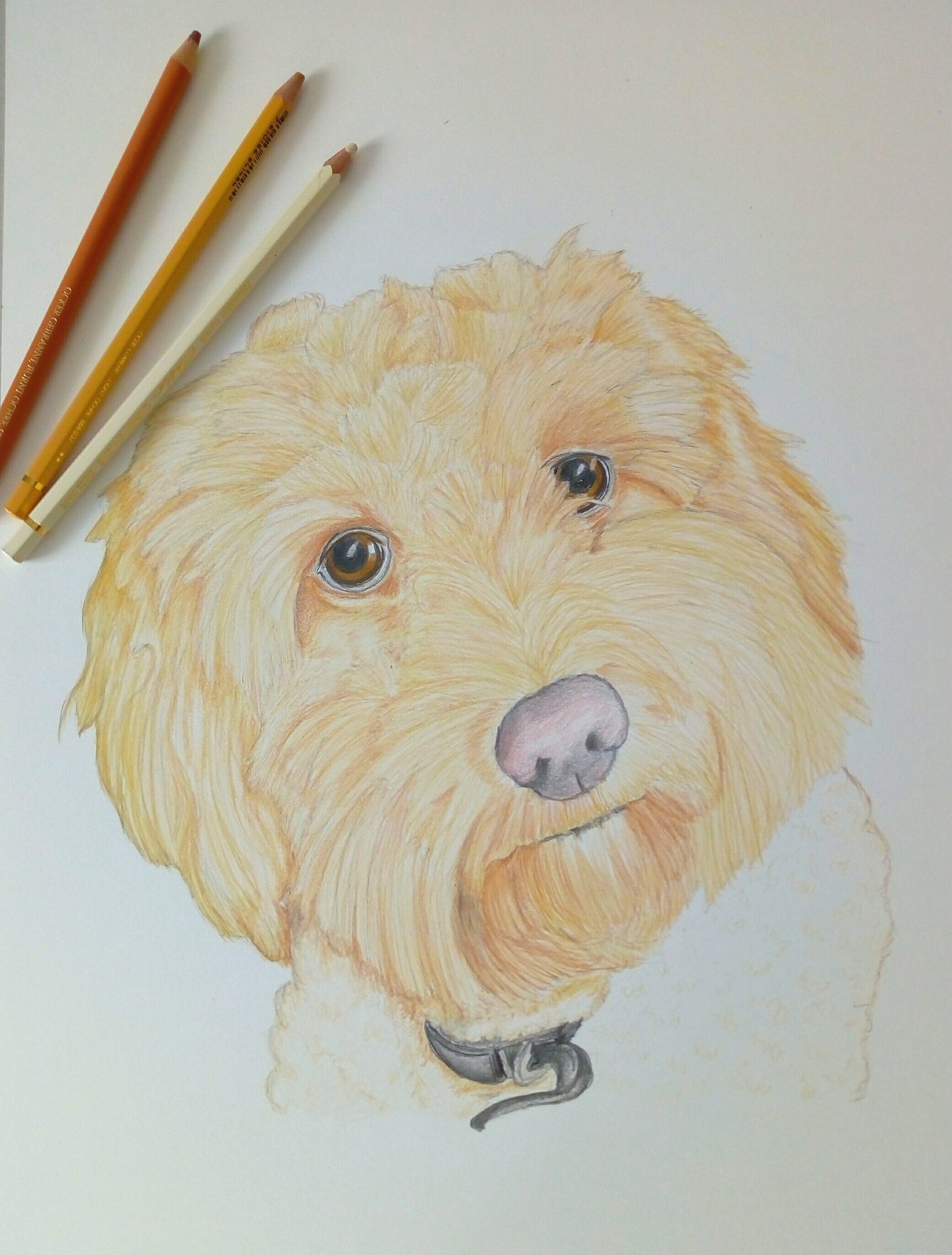 Pet Pencil Portraits image 0