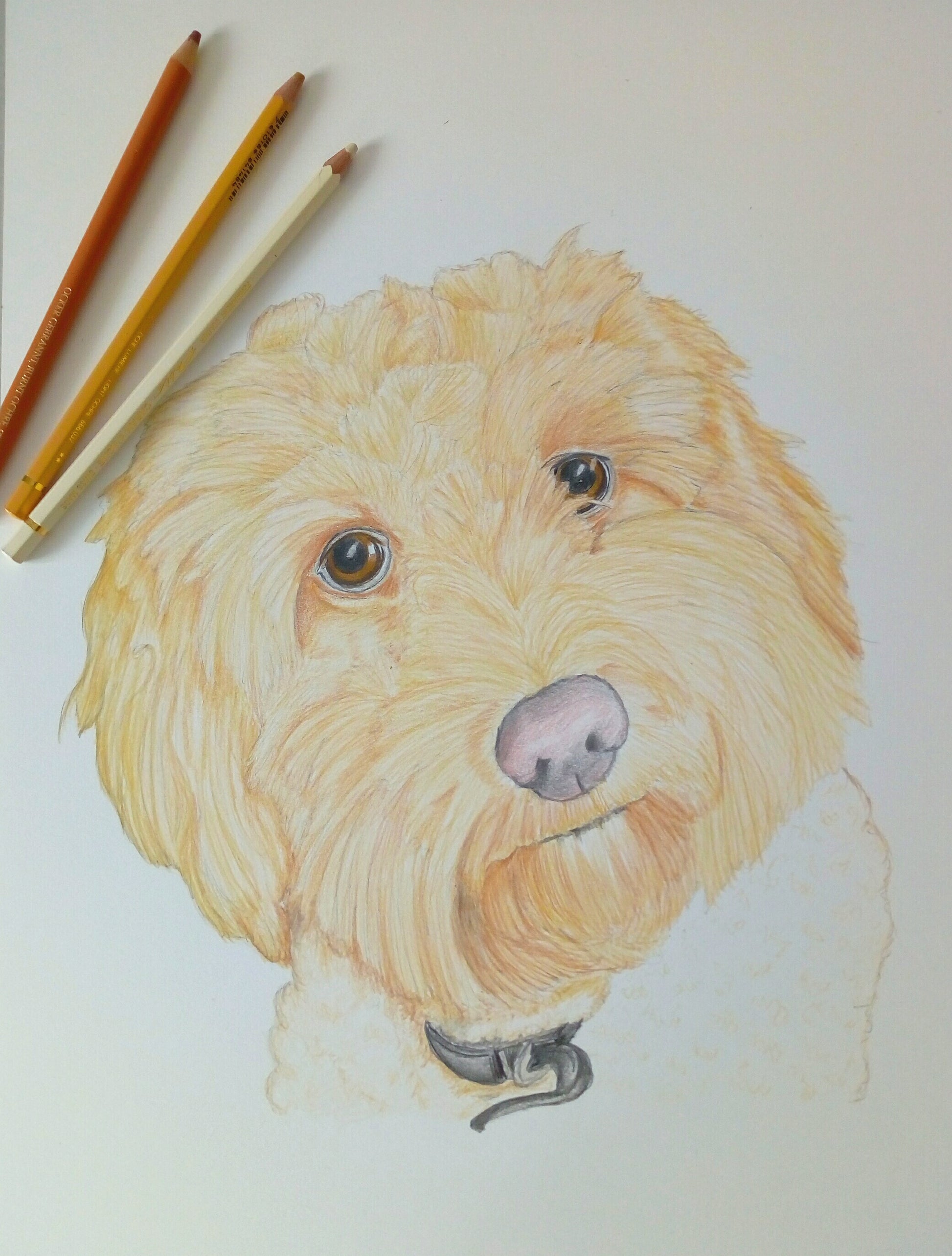 Pet Pencil Portraits image 0