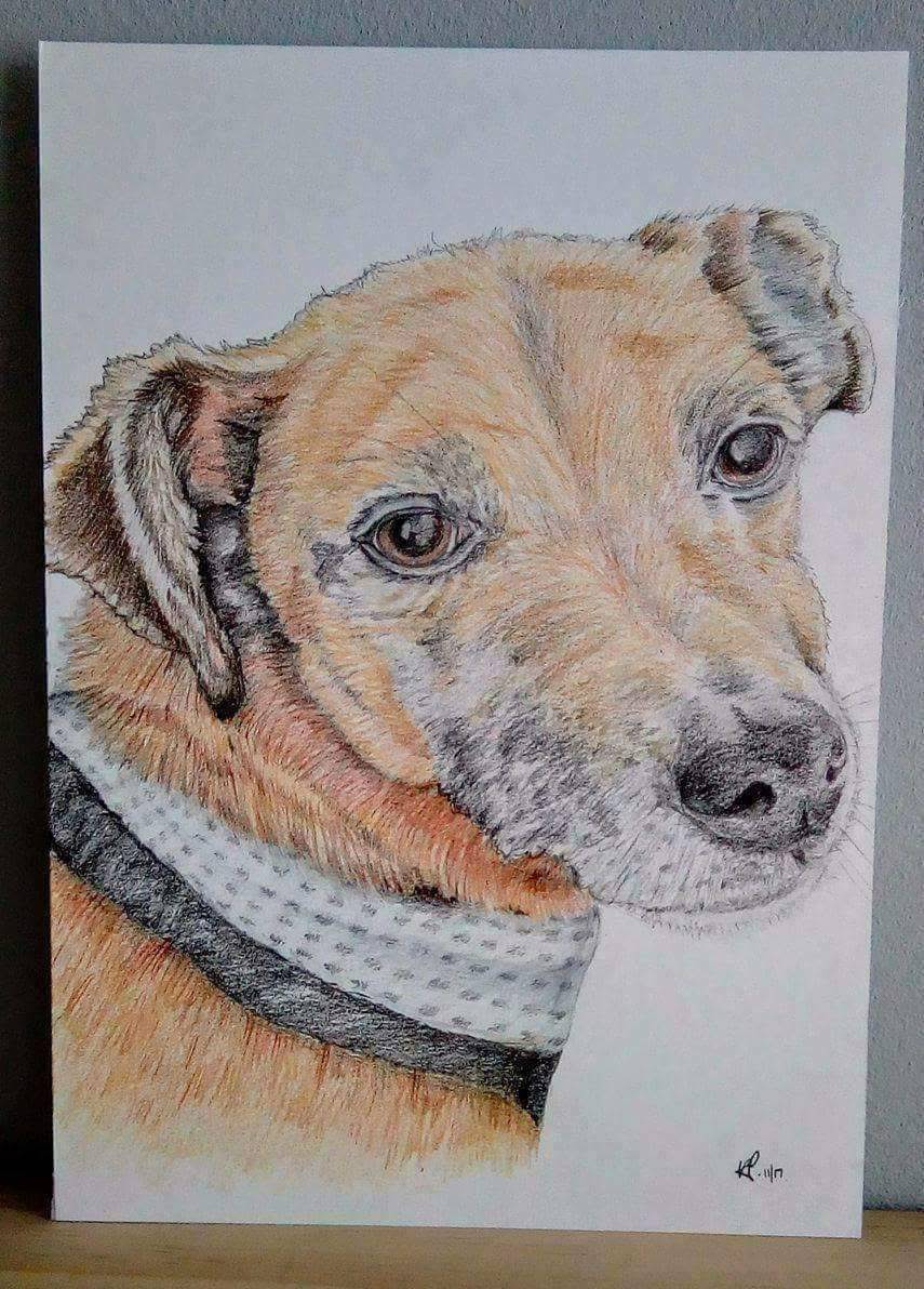 Pet Pencil Portraits image 6