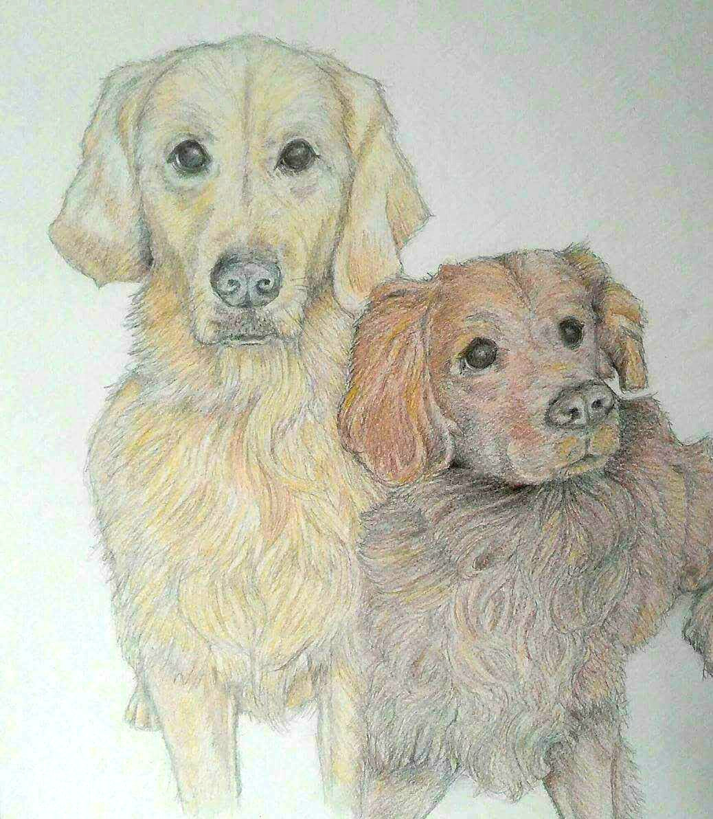 Pet Pencil Portraits image 12